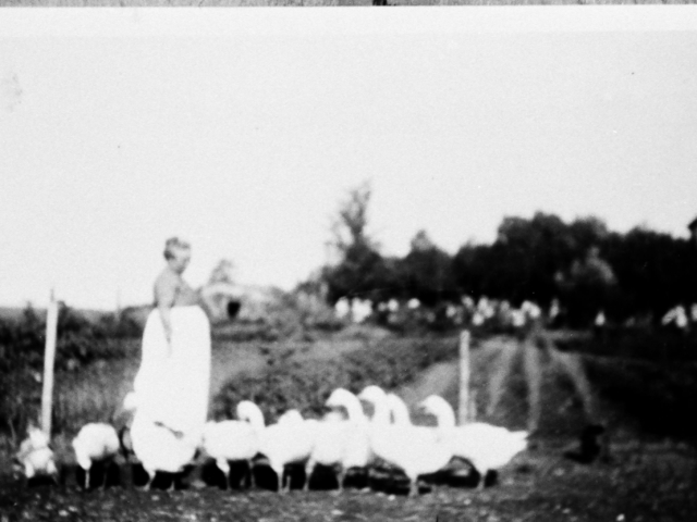 Grandma Kenny & her geese - 1916