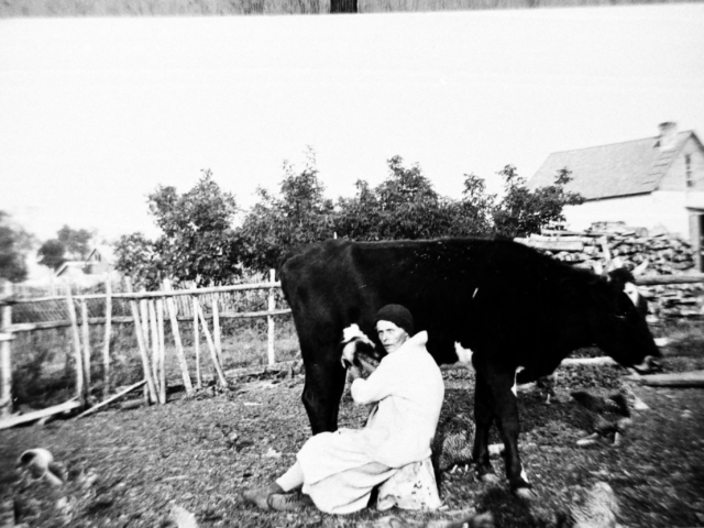 Julia Homenick Milking cows 1931