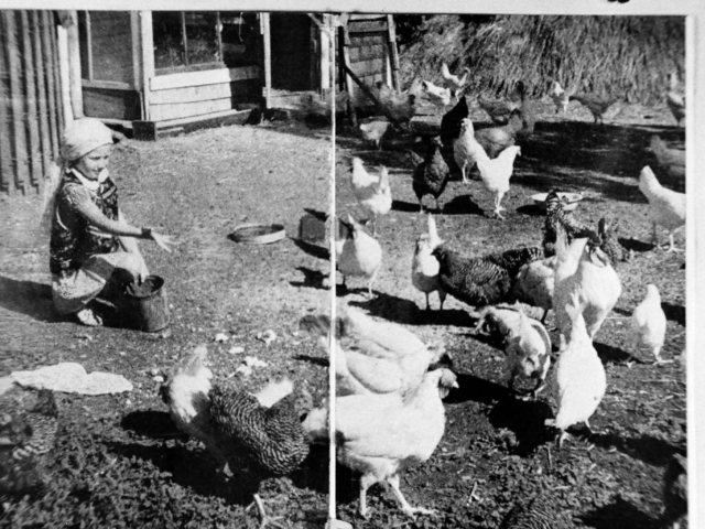 Tonita Kolton feeding her chickens