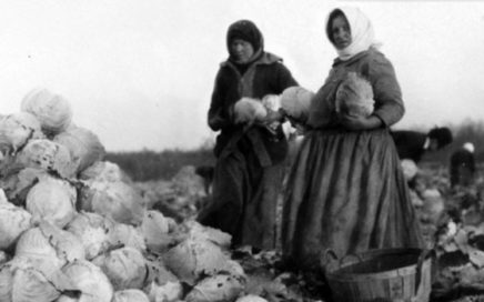 Ukrainian women picking cabbage in St. Clements, Manitoba c. 1910