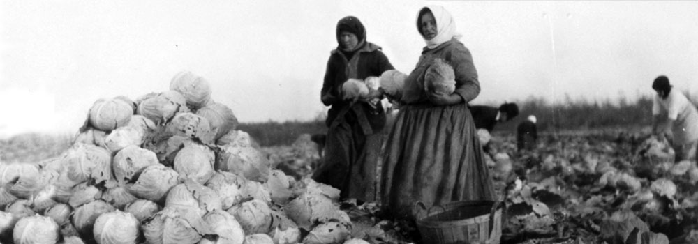 Ukrainian women picking cabbage in St. Clements, Manitoba c. 1910