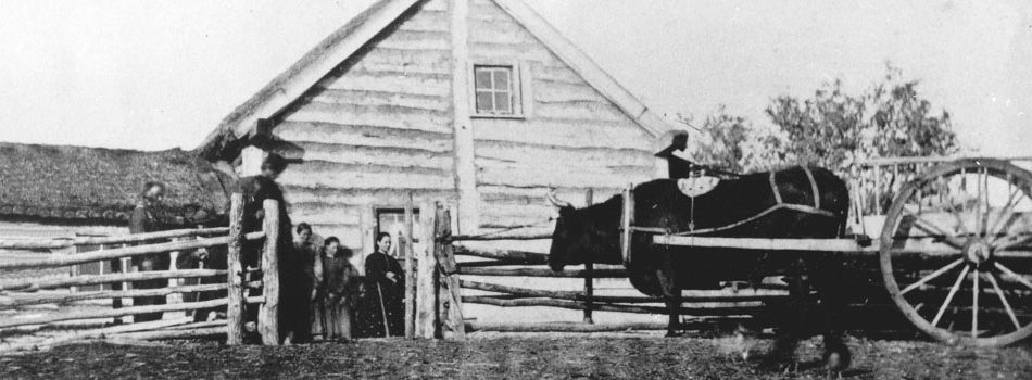 Ox hitched to Red River cart in front of a Métis log home