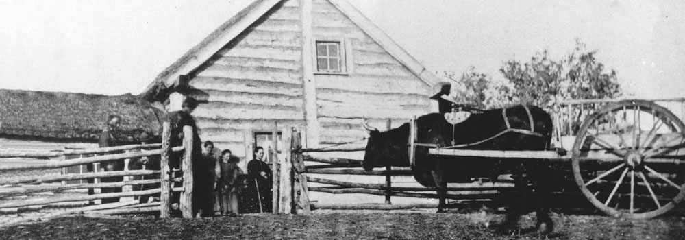 Ox hitched to Red River cart in front of a Métis log home