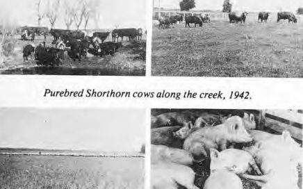 Purebred Shorthorn cows 1942