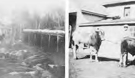 L: Beef Cattle at the creek near the springs on the Rowley Field, 1932            R: Jim Potter and Ken King, Diary Sire in front of the horse bard, 1928